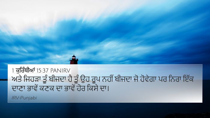 1 ਕੁਰਿੰਥੀਆਂ 15:37 PANIRV Bible Verse Image