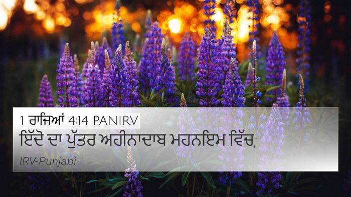 1 ਰਾਜਿਆਂ 4:14 PANIRV Bible Verse Image