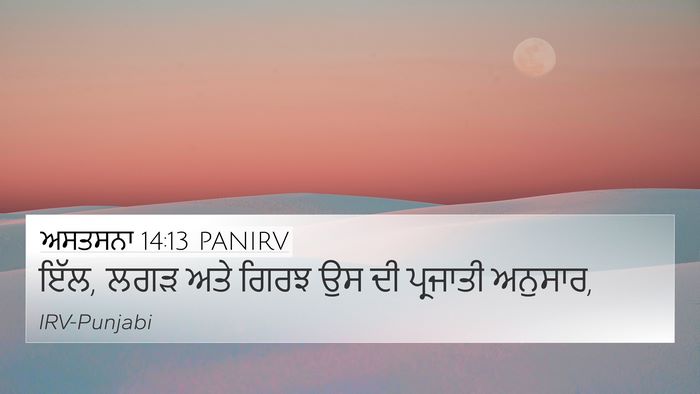 ਅਸਤਸਨਾ 14:13 PANIRV 4K Wallpaper - ਇੱਲ, ਲਗੜ ਅਤੇ ਗਿਰਝ - 4K Wallpaper Bible Verse