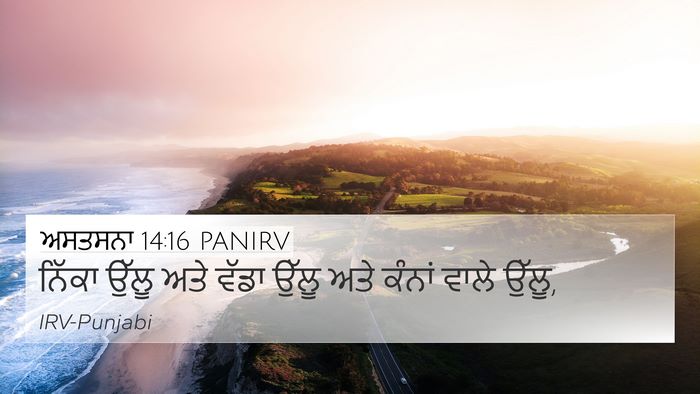 ਅਸਤਸਨਾ 14:16 PANIRV 4K Wallpaper - ਨਿੱਕਾ ਉੱਲੂ ਅਤੇ - 4K Wallpaper Bible Verse