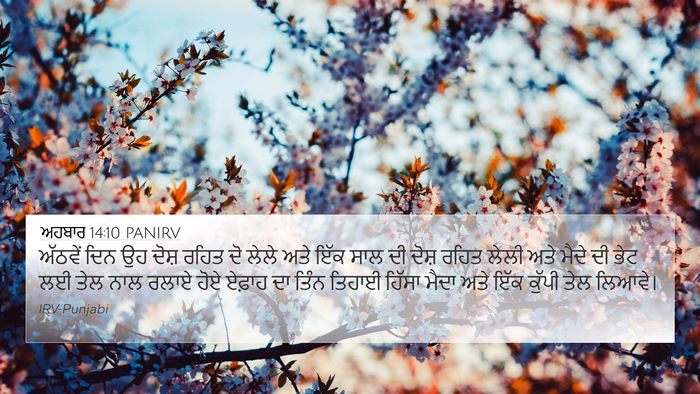 ਅਹਬਾਰ 14:10 PANIRV Bible Verse Image