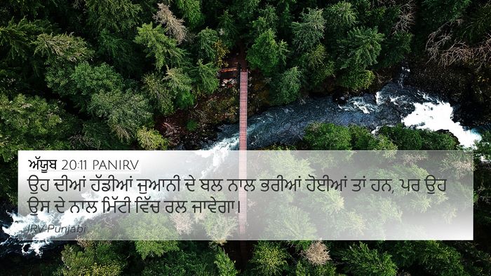 ਅੱਯੂਬ 20:11 PANIRV Bible Verse Image
