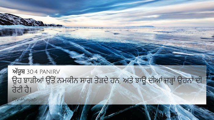 ਅੱਯੂਬ 30:4 PANIRV 4K Wallpaper - ਉਹ ਝਾੜੀਆਂ ਉੱਤੋਂ - 4K Wallpaper Bible Verse