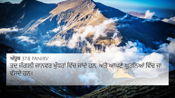 ਅੱਯੂਬ 37:8 PANIRV 4K Wallpaper - ਤਦ ਜੰਗਲੀ ਜਾਨਵਰ - 4K Wallpaper Bible Verse