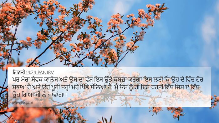 ਗਿਣਤੀ 14:24 PANIRV Bible Verse Image