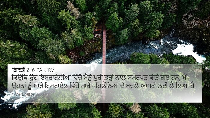 ਗਿਣਤੀ 8:16 PANIRV Bible Verse Image