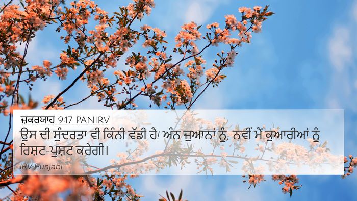 ਜ਼ਕਰਯਾਹ 9:17 PANIRV Bible Verse Image