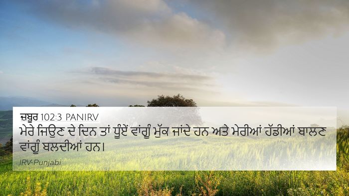 ਜ਼ਬੂਰ 102:3 PANIRV Bible Verse Image