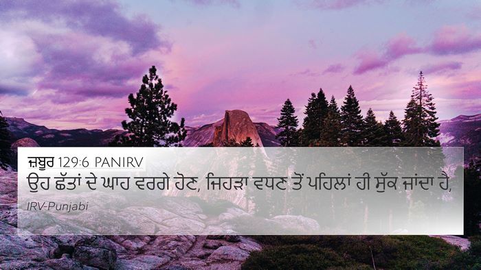 ਜ਼ਬੂਰ 129:6 PANIRV Bible Verse Image