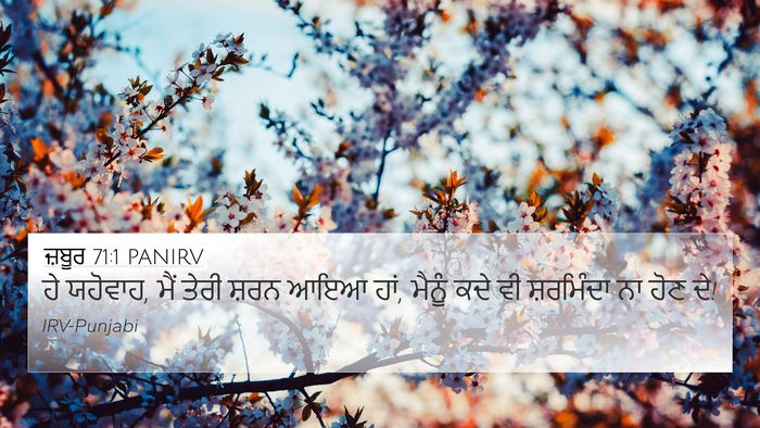 ਜ਼ਬੂਰ 71:1 PANIRV 4K Wallpaper - ਹੇ ਯਹੋਵਾਹ, ਮੈਂ ਤੇਰੀ - 4K Wallpaper Bible Verse