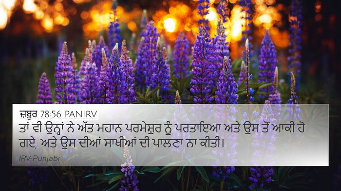 ਜ਼ਬੂਰ 78:56 PANIRV Bible Verse Image