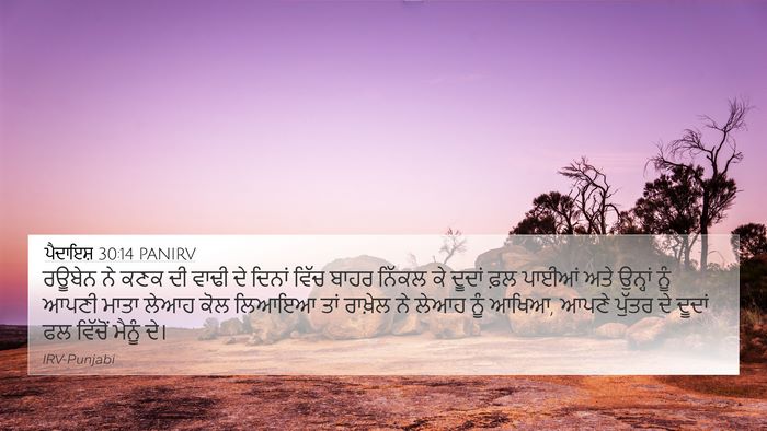 ਪੈਦਾਇਸ਼ 30:14 PANIRV Bible Verse Image