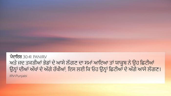 ਪੈਦਾਇਸ਼ 30:41 PANIRV 4K Wallpaper - ਅਤੇ ਜਦ ਤਕੜੀਆਂ - 4K Wallpaper Bible Verse