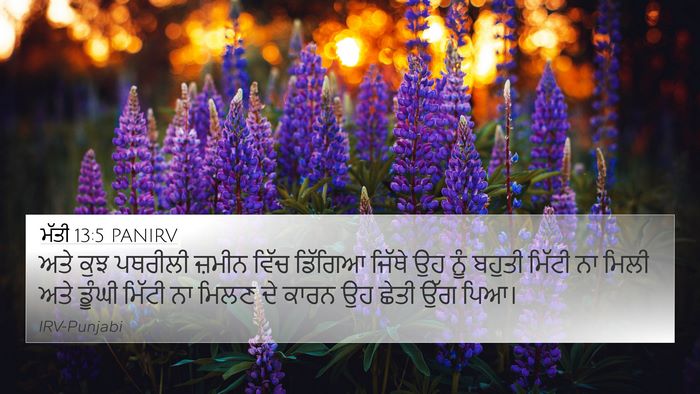 ਮੱਤੀ 13:5 PANIRV 4K Wallpaper - ਅਤੇ ਕੁਝ ਪਥਰੀਲੀ - 4K Wallpaper Bible Verse