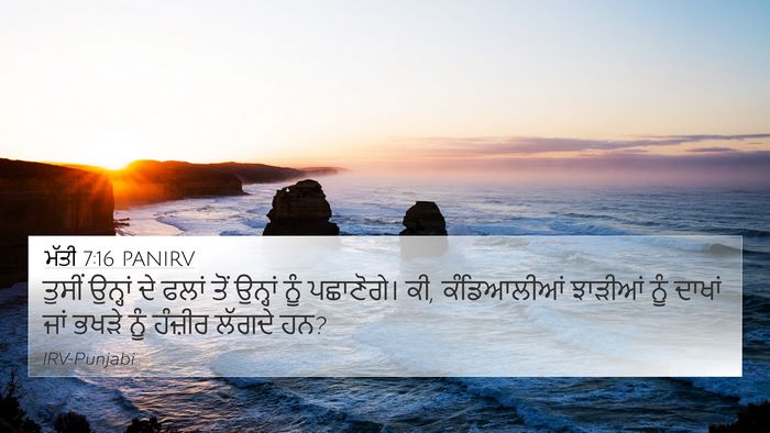 ਮੱਤੀ 7:16 PANIRV Bible Verse Image
