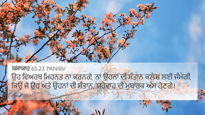 ਯਸਾਯਾਹ 65:23 PANIRV Bible Verse Image