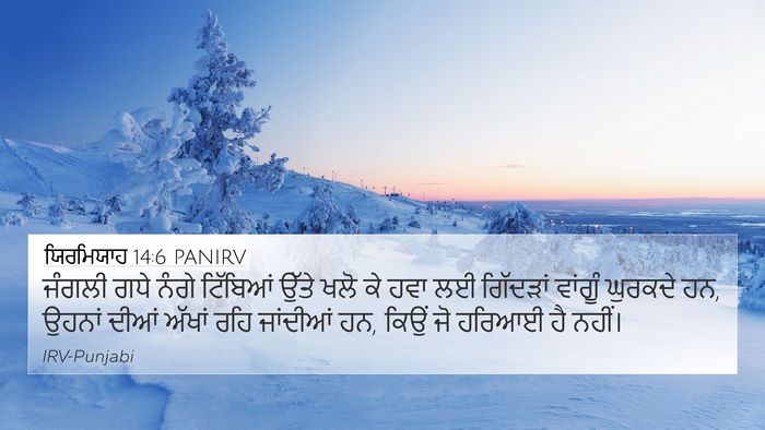 ਯਿਰਮਿਯਾਹ 14:6 PANIRV Bible Verse Image