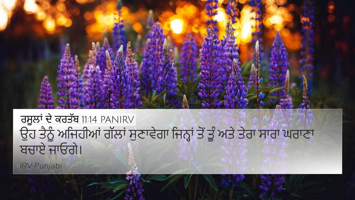 ਰਸੂਲਾਂ ਦੇ ਕਰਤੱਬ 11:14 PANIRV Bible Verse Image