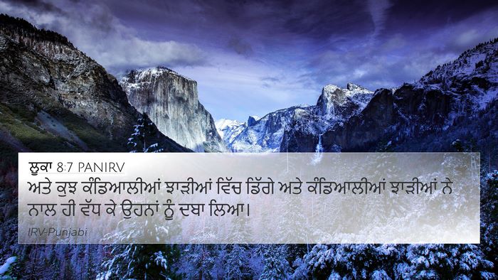 ਲੂਕਾ 8:7 PANIRV 4K Wallpaper - ਅਤੇ ਕੁਝ ਕੰਡਿਆਲੀਆਂ - 4K Wallpaper Bible Verse