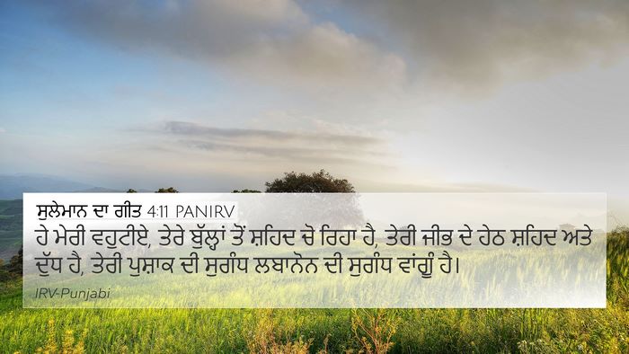ਸੁਲੇਮਾਨ ਦਾ ਗੀਤ 4:11 PANIRV Bible Verse Image
