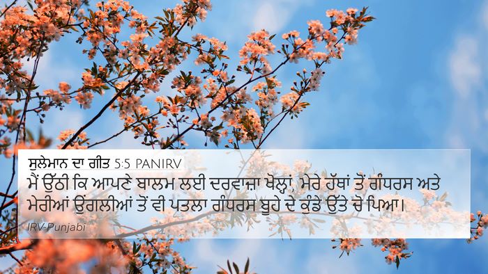 ਸੁਲੇਮਾਨ ਦਾ ਗੀਤ 5:5 PANIRV Bible Verse Image