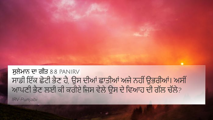ਸੁਲੇਮਾਨ ਦਾ ਗੀਤ 8:8 PANIRV Bible Verse Image