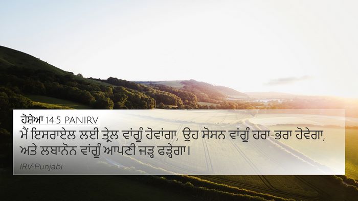 ਹੋਸ਼ੇਆ 14:5 PANIRV Bible Verse Image