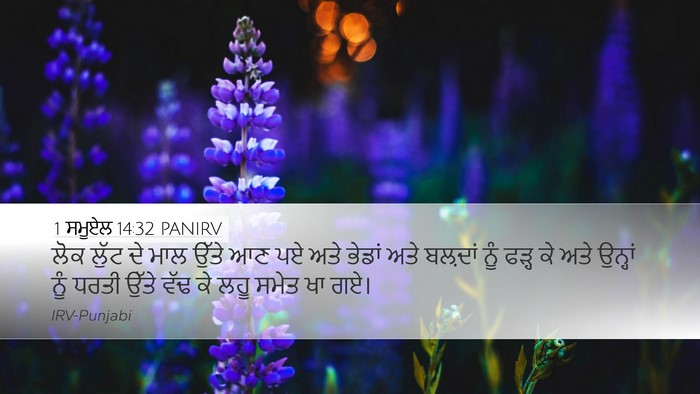 1 ਸਮੂਏਲ 14:32 PANIRV Bible Verse Image