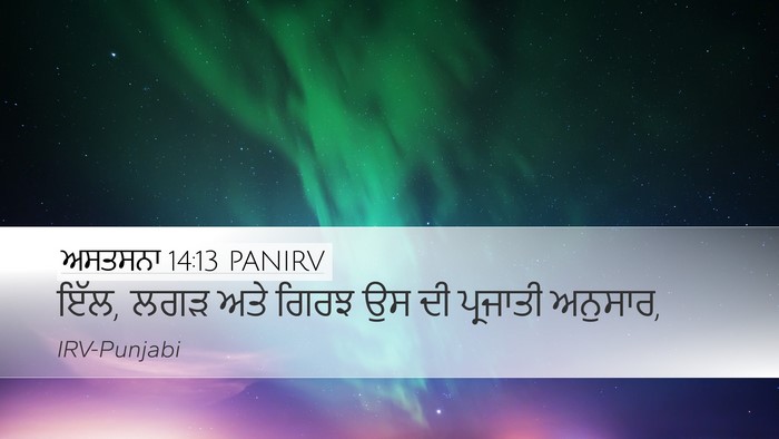 ਅਸਤਸਨਾ 14:13 PANIRV Desktop Wallpaper - ਇੱਲ, ਲਗੜ ਅਤੇ ਗਿਰਝ - Desktop Bible Verse Wallpaper