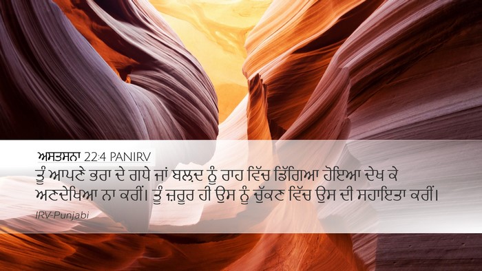 ਅਸਤਸਨਾ 22:4 PANIRV Bible Verse Image