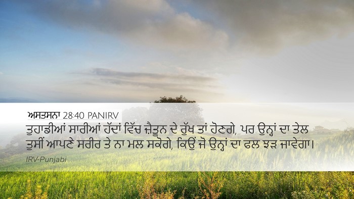 ਅਸਤਸਨਾ 28:40 PANIRV Desktop Wallpaper - ਤੁਹਾਡੀਆਂ ਸਾਰੀਆਂ - Desktop Bible Verse Wallpaper