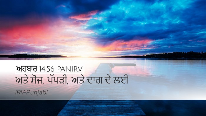 ਅਹਬਾਰ 14:56 PANIRV Bible Verse Image