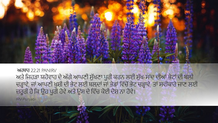 ਅਹਬਾਰ 22:21 PANIRV Bible Verse Image