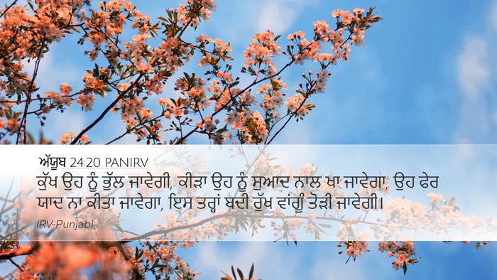 ਅੱਯੂਬ 24:20 PANIRV Bible Verse Image