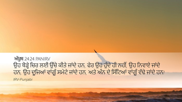 ਅੱਯੂਬ 24:24 PANIRV Bible Verse Image