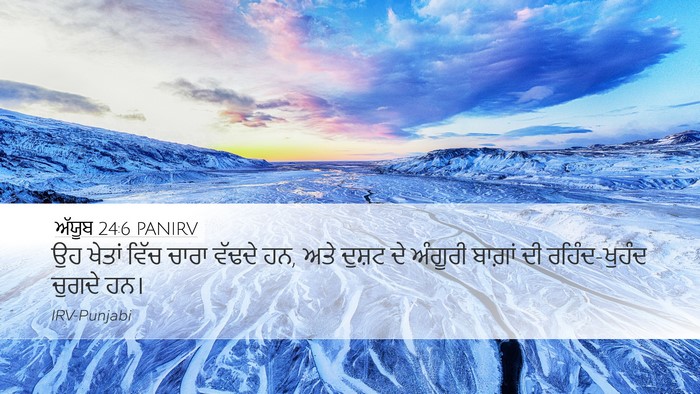 ਅੱਯੂਬ 24:6 PANIRV Bible Verse Image