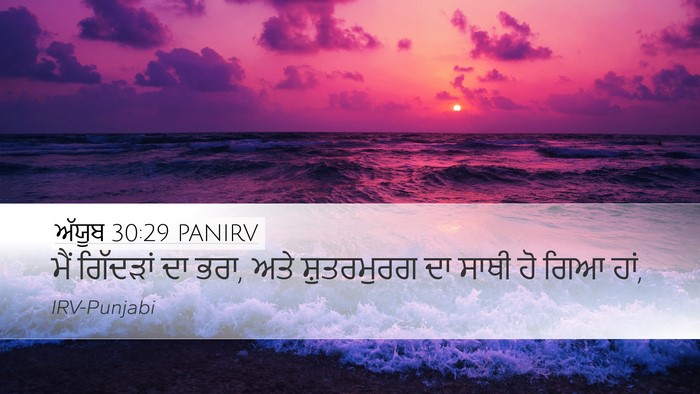 ਅੱਯੂਬ 30:29 PANIRV Bible Verse Image