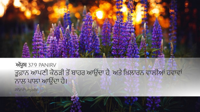 ਅੱਯੂਬ 37:9 PANIRV Bible Verse Image