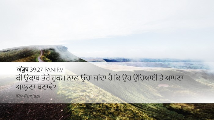 ਅੱਯੂਬ 39:27 PANIRV Bible Verse Image