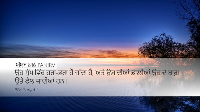 ਅੱਯੂਬ 8:16 PANIRV Bible Verse Image