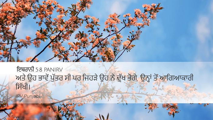 ਇਬਰਾਨੀ 5:8 PANIRV Bible Verse Image