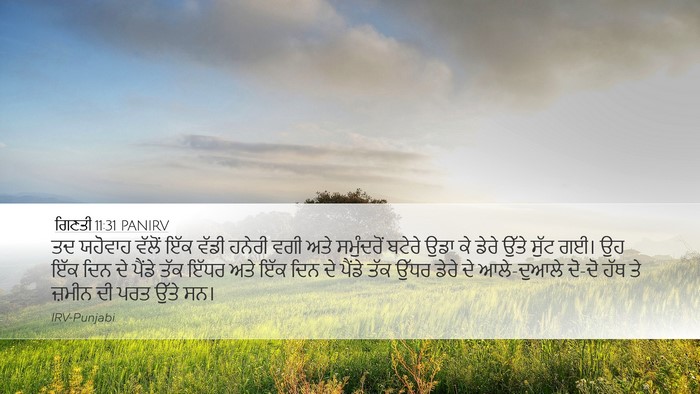 ਗਿਣਤੀ 11:31 PANIRV Desktop Wallpaper - ਤਦ ਯਹੋਵਾਹ ਵੱਲੋਂ - Desktop Bible Verse Wallpaper