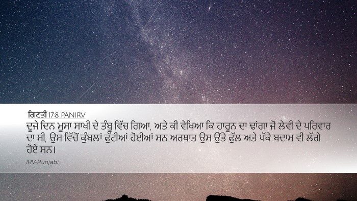 ਗਿਣਤੀ 17:8 PANIRV Desktop Wallpaper - ਦੂਜੇ ਦਿਨ ਮੂਸਾ ਸਾਖੀ - Desktop Bible Verse Wallpaper