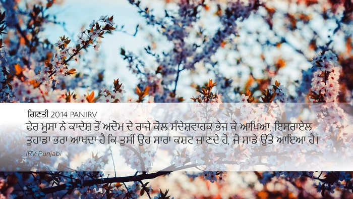 ਗਿਣਤੀ 20:14 PANIRV Bible Verse Image