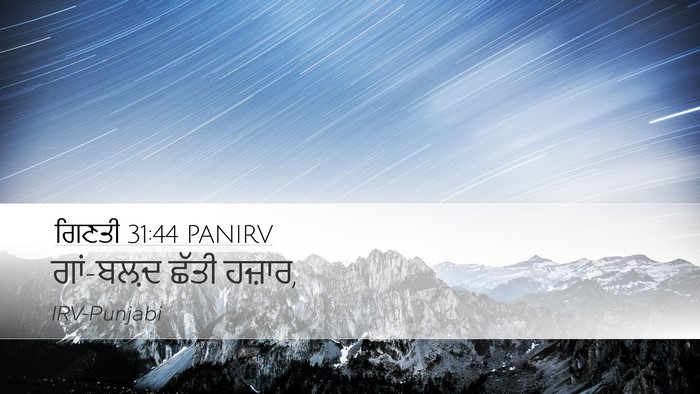 ਗਿਣਤੀ 31:44 PANIRV Desktop Wallpaper - ਗਾਂ-ਬਲ਼ਦ ਛੱਤੀ - Desktop Bible Verse Wallpaper