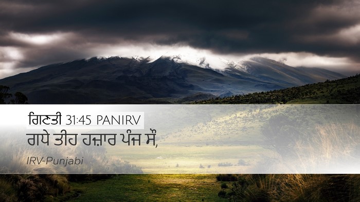 ਗਿਣਤੀ 31:45 PANIRV Desktop Wallpaper - ਗਧੇ ਤੀਹ ਹਜ਼ਾਰ ਪੰਜ - Desktop Bible Verse Wallpaper