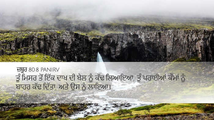 ਜ਼ਬੂਰ 80:8 PANIRV Bible Verse Image