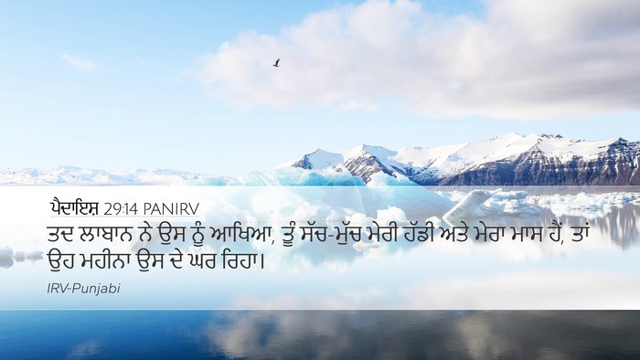 ਪੈਦਾਇਸ਼ 29:14 PANIRV Bible Verse Image