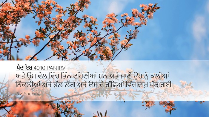 ਪੈਦਾਇਸ਼ 40:10 PANIRV Bible Verse Image