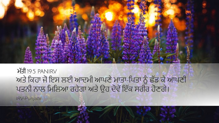 ਮੱਤੀ 19:5 PANIRV Desktop Wallpaper - ਅਤੇ ਕਿਹਾ ਜੋ ਇਸ ਲਈ - Desktop Bible Verse Wallpaper